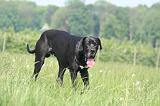 DOGUE ALLEMAND 522